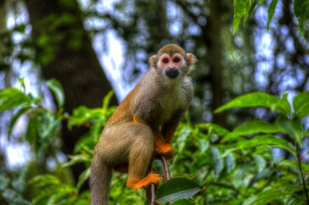 Monkey animal zoo