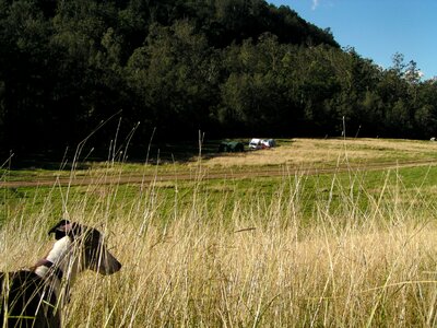 Grass outdoor canine