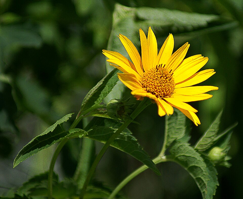 Garden summer flower bloom