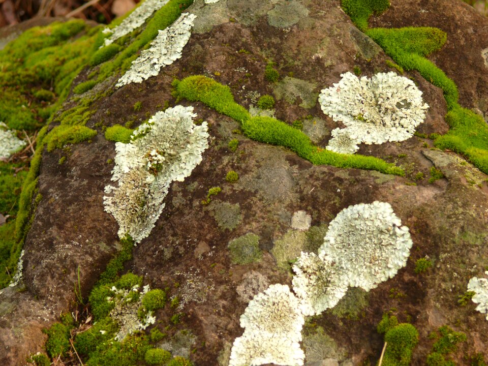 Fungi nature natural