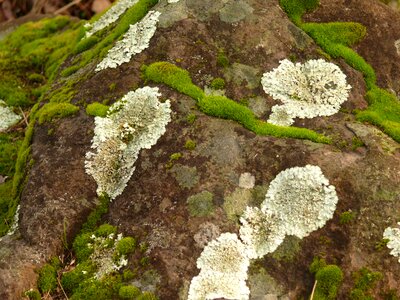Fungi nature natural