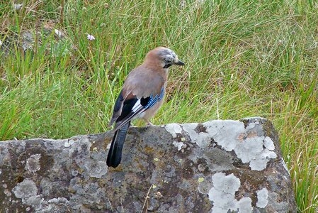 Bird nature rest