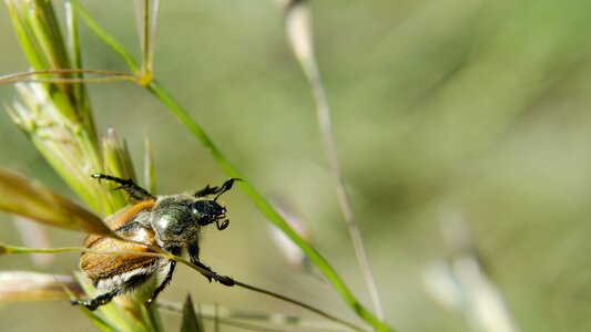 Summer animal insect