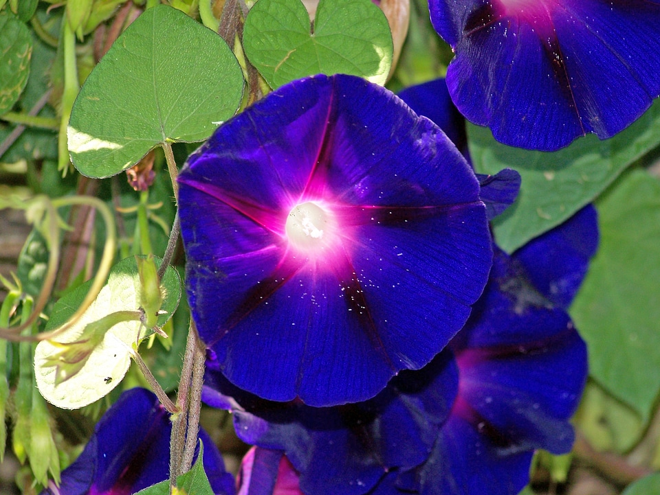 Flowering plants ornamental