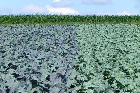 Nature clouds fields