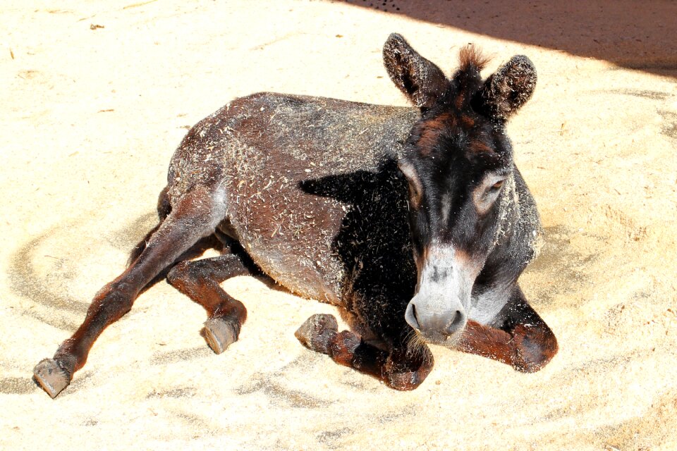 Mammal donkey head concerns