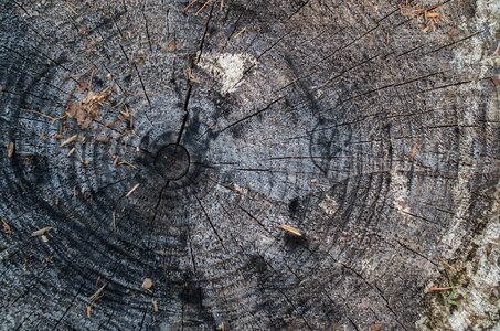 Nature wood weathered photo