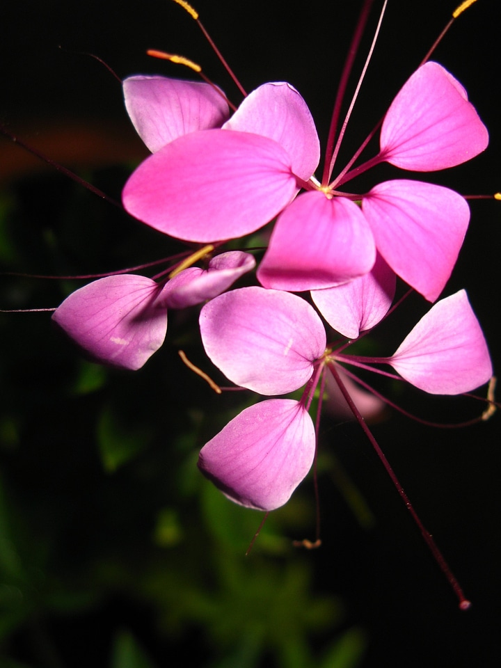 Blossom bloom petal