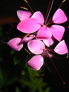 Blossom bloom petal