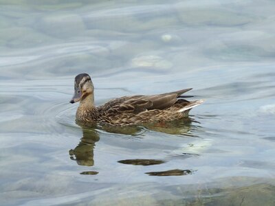 Water bird duck bird water photo