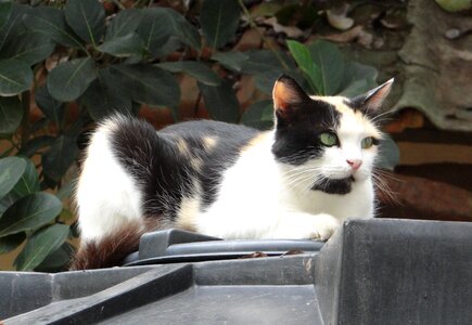 Domestic felis silvestris catus felis catus
