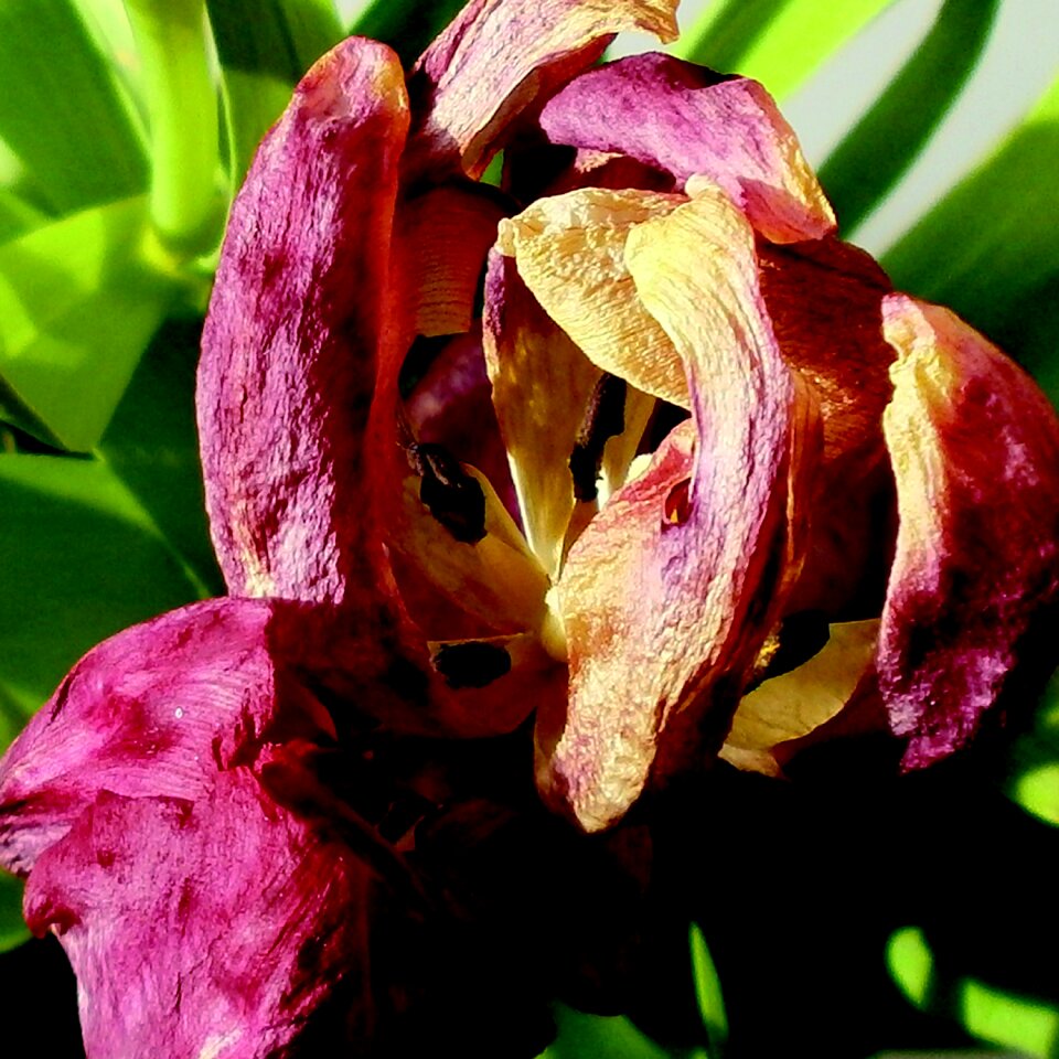 Transience withered pink