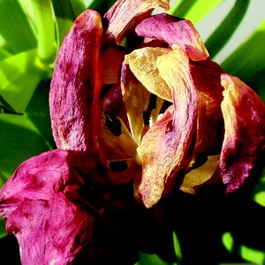 Transience withered pink