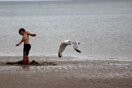 North sea seagull child
