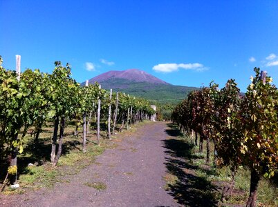 Naples volcanic grapes
