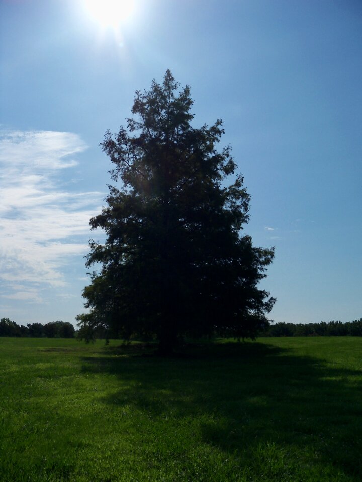 Green outdoor summer