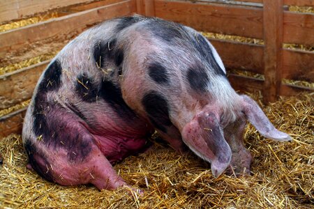 Domestic pig livestock agriculture photo