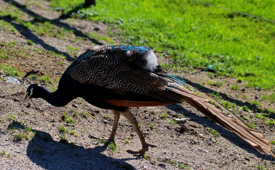 Eating species fasanenart