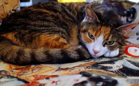 Sleep rest mieze
