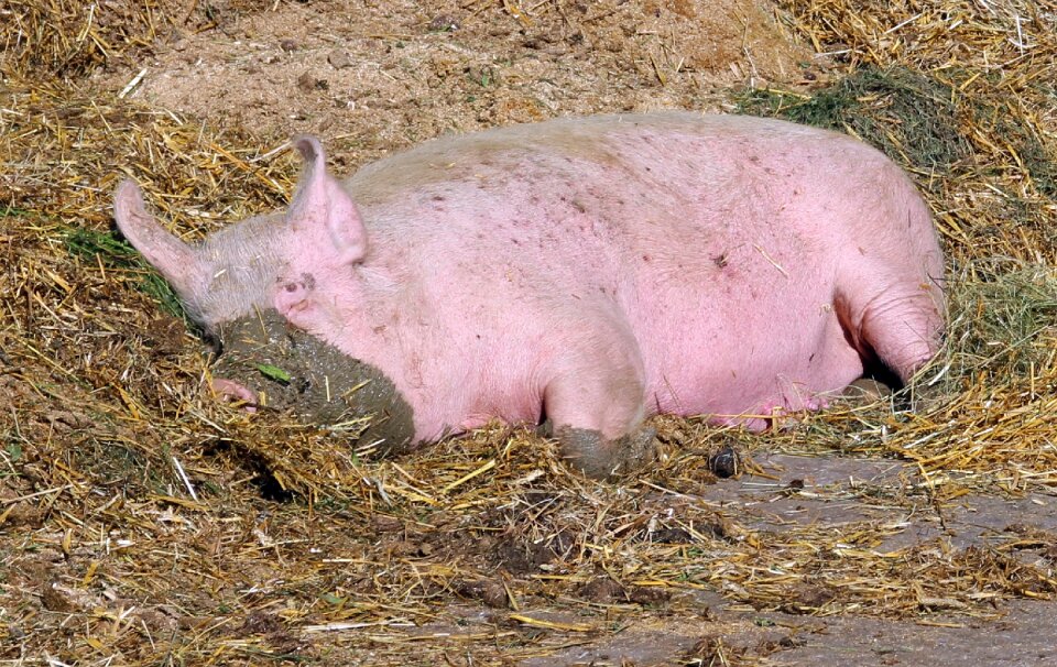 Domestic pig livestock agriculture