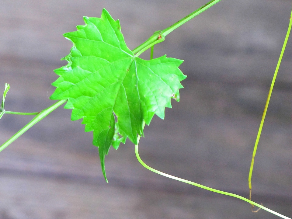 Plant natural botanical
