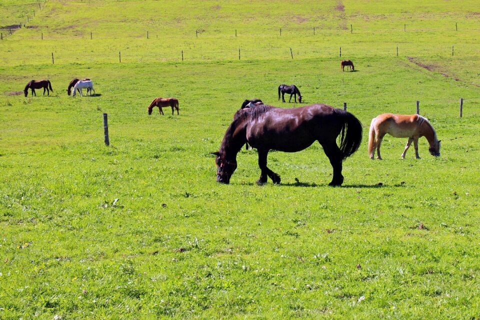 Coupling nature animal