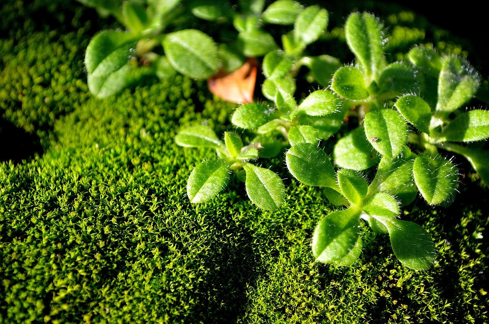 Nature background plant
