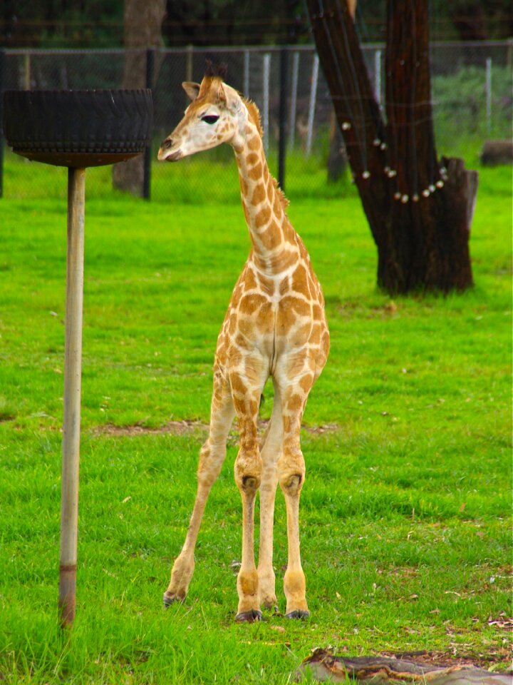 Africa cute african