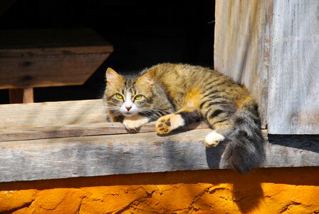 Animals cat observation