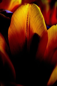 Effects bloom plants