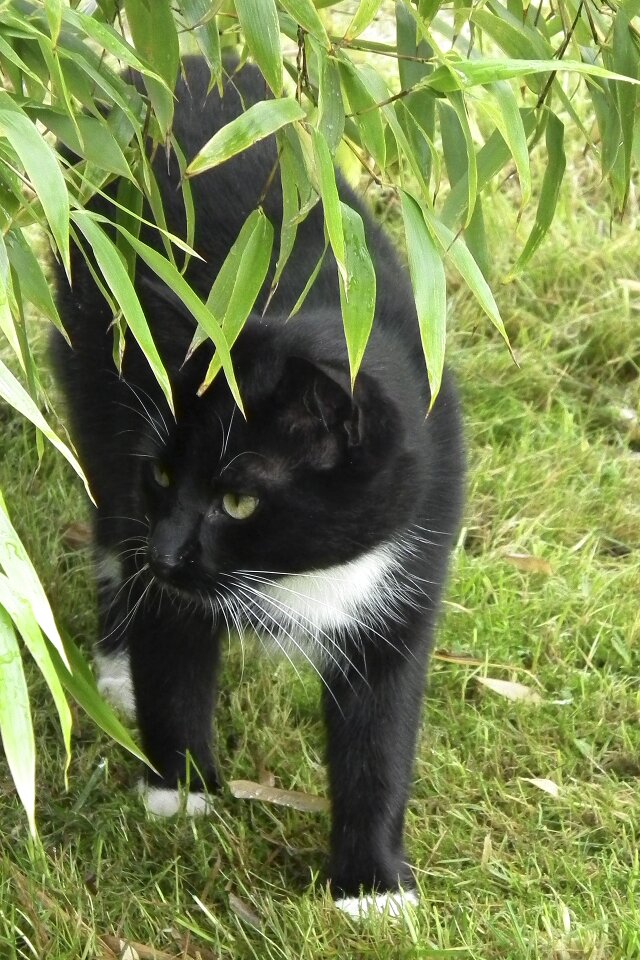 Cat black and white domestic cat