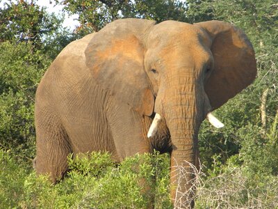 African animal safari