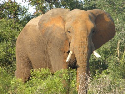 African animal safari photo