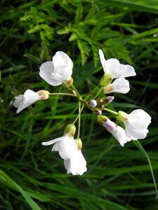 Cuckoo grass pentecost