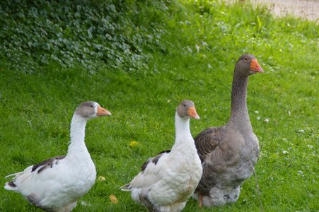 Geese poultry bird