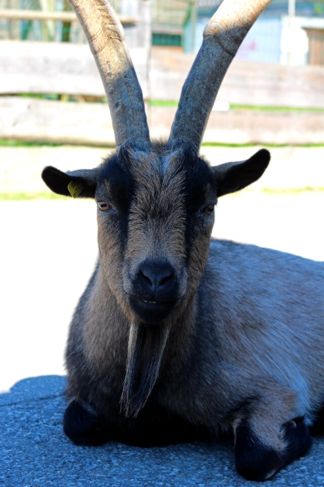 Horned livestock goatee photo