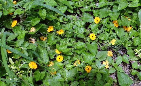 Flora golden creeper