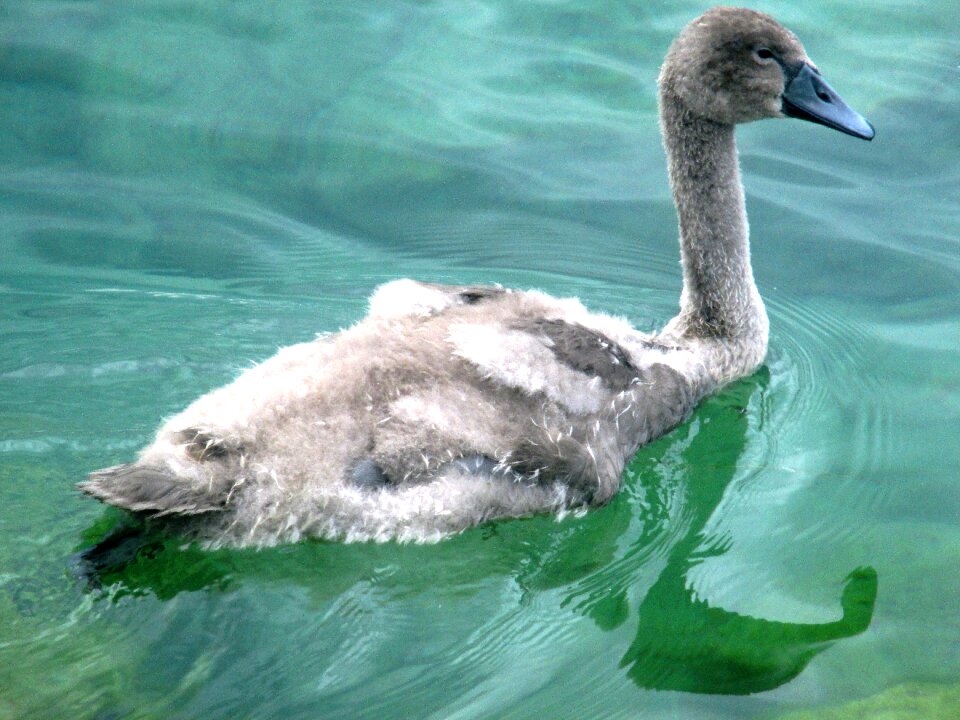 Young water bird lake