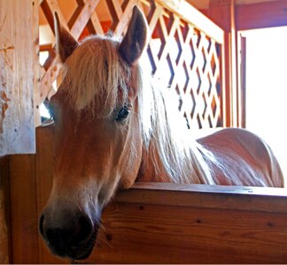 Horse head portrait close up