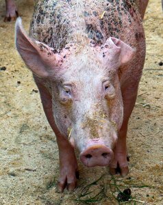 Domestic pig livestock agriculture photo