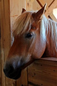 Horse head portrait close up photo
