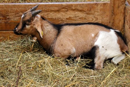 Hay livestock pet photo