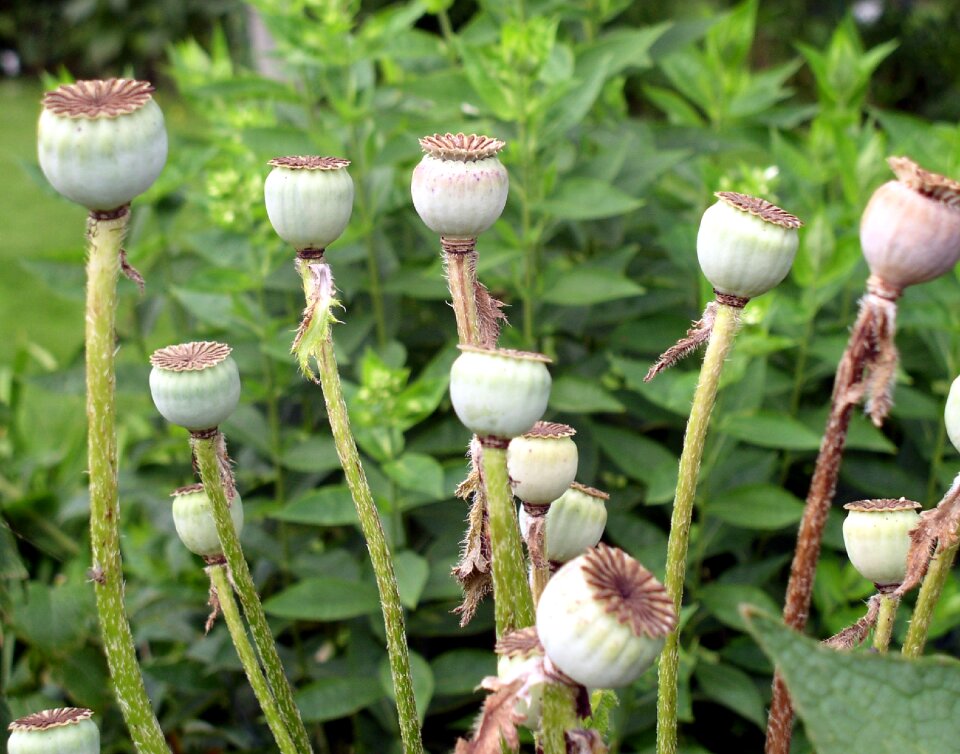 Seeds nature flower