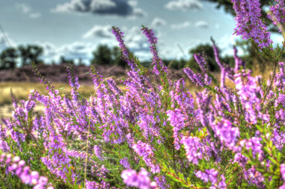 Heather hiking heathland