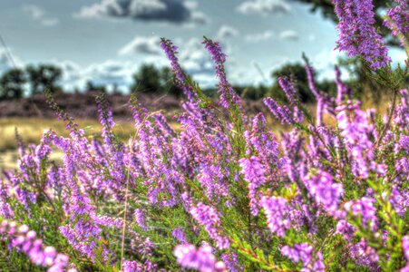 Heather hiking heathland