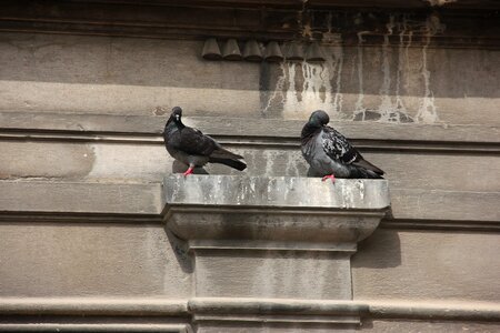 Pigeons resting place birds
