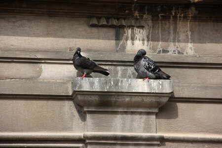 Pigeons resting place birds photo