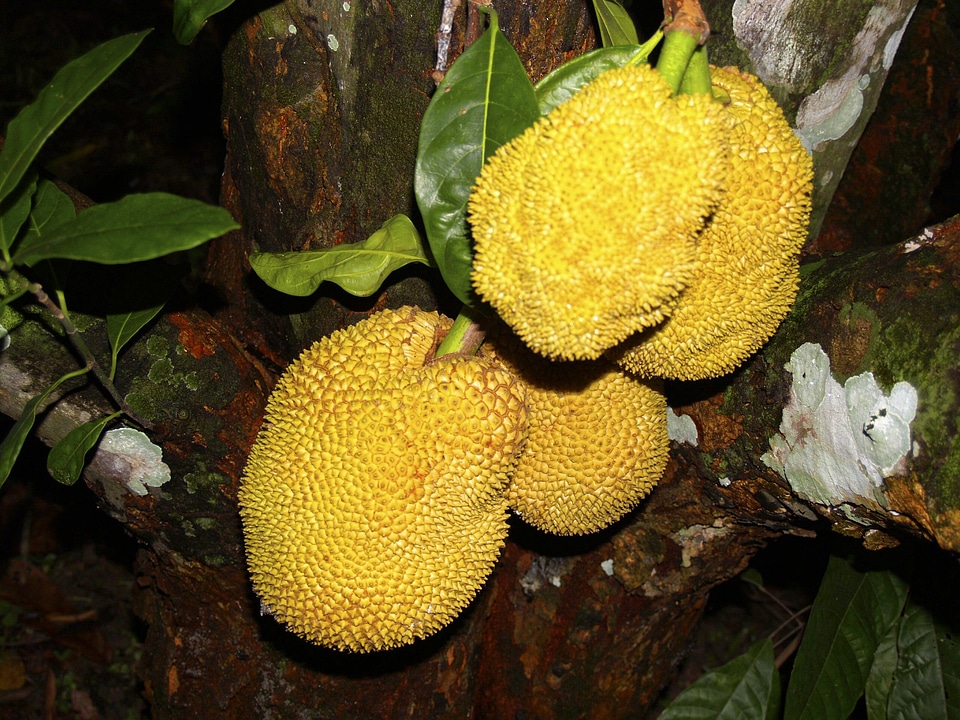 Fruit jungle rio de janeiro