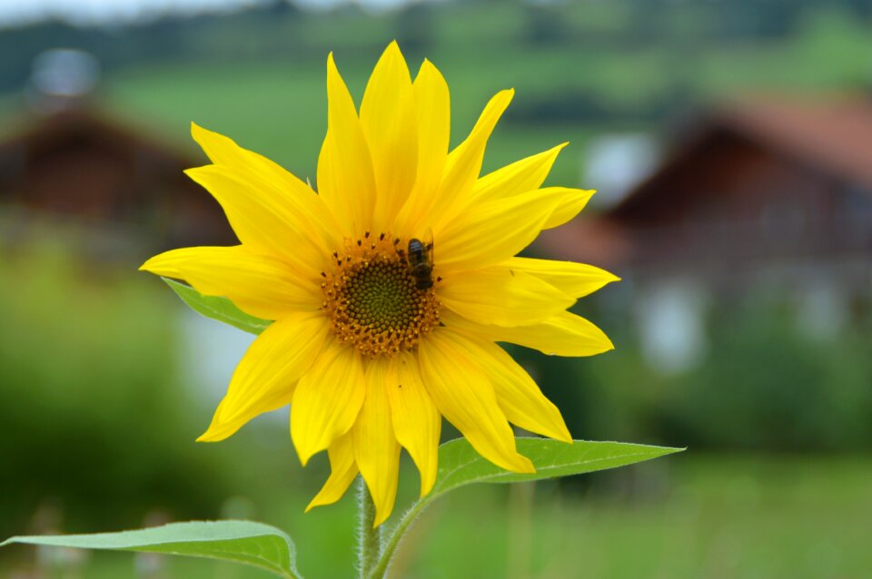 Garden yellow nature