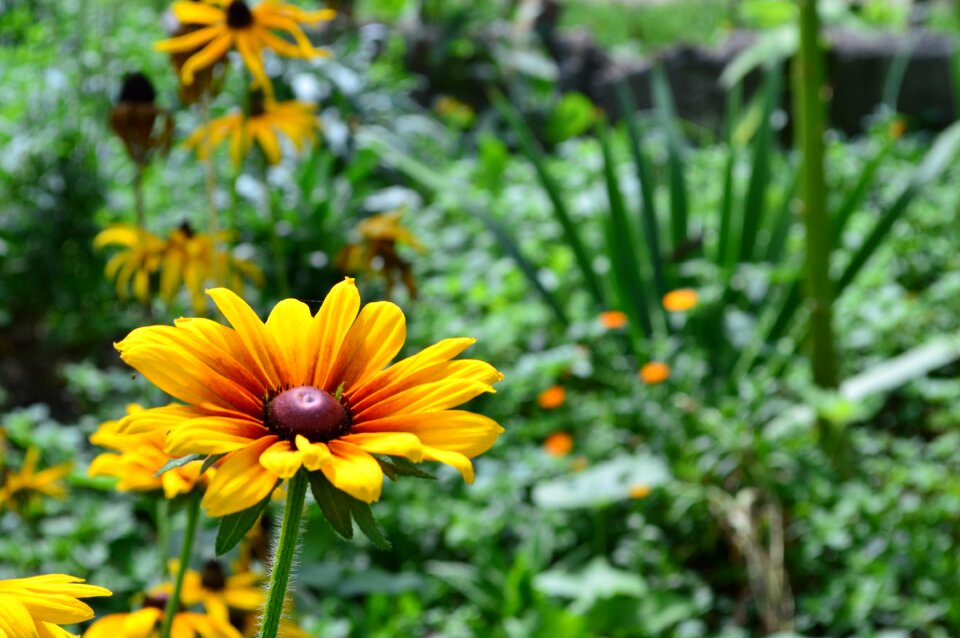 Green field beautiful flowers